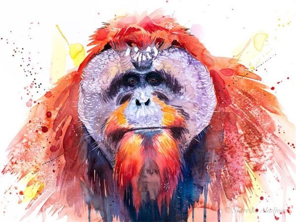 Bornean orangutan Bornean orangutan