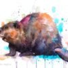 Beaver