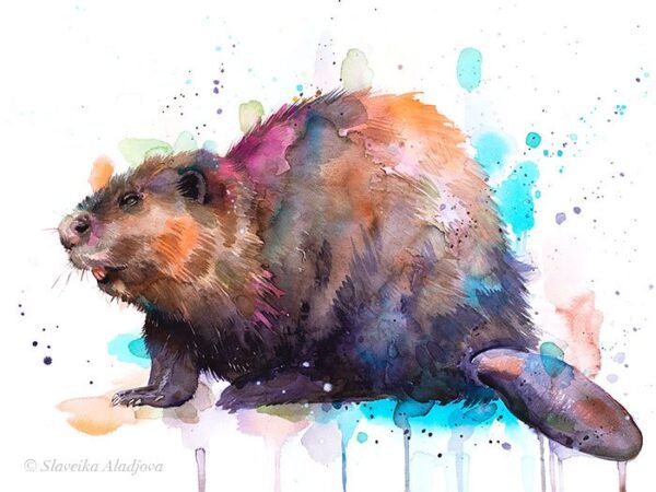 Beaver