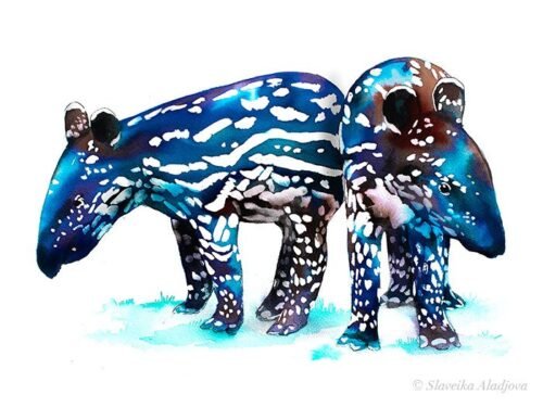 Baby tapir