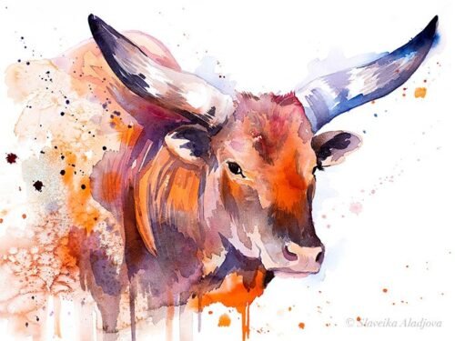 Ankole-Watusi
