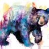 American black bear
