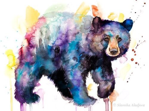American black bear