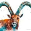 Alpine ibex