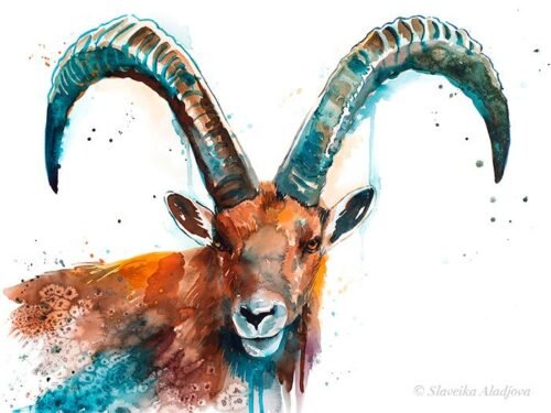 Alpine ibex