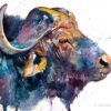 African buffalo African buffalo