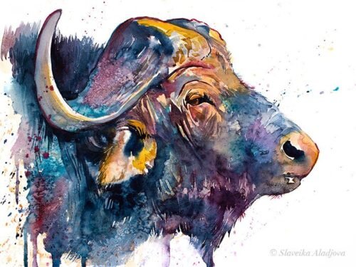 African buffalo