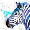 Zebra Zebra