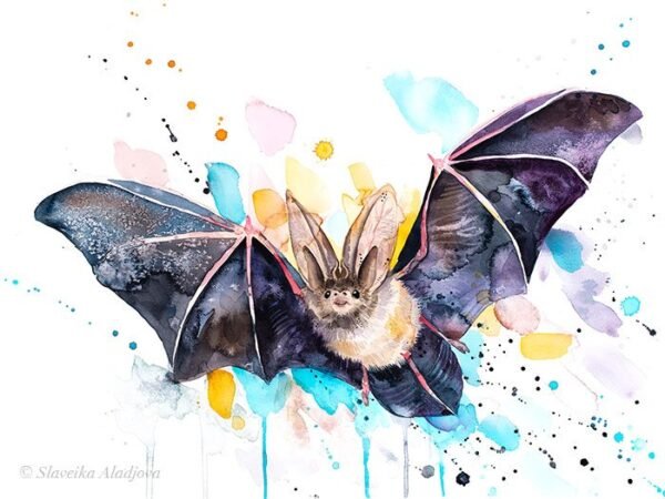 Townsend's big-eared bat Townsend's big-eared bat