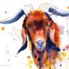 Goat