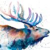 Red deer