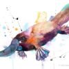Platypus Platypus