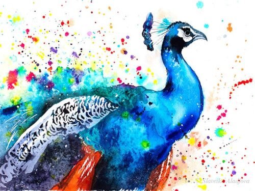Peacock