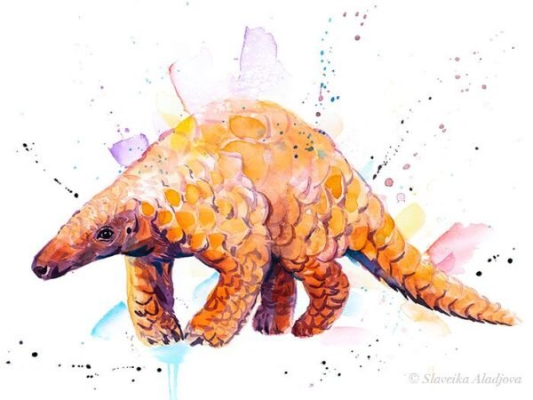 Indian Pangolin