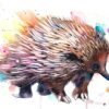 Short-beaked echidna
