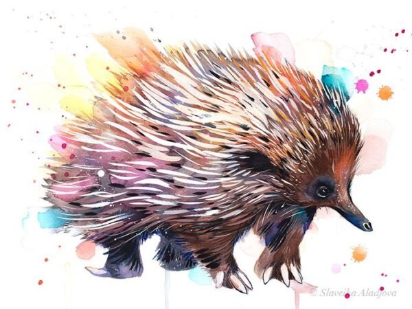 Short-beaked echidna