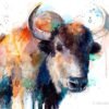 Tibetan Yak, Domestic yak