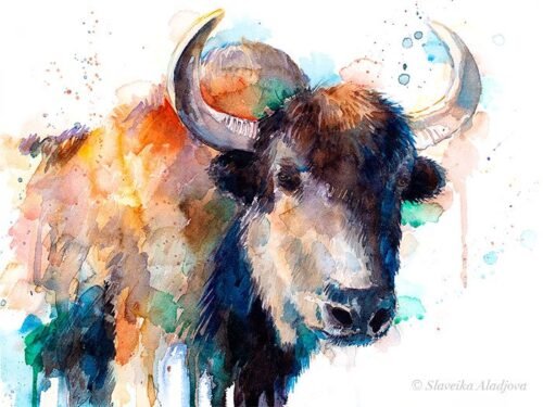 Tibetan Yak, Domestic yak
