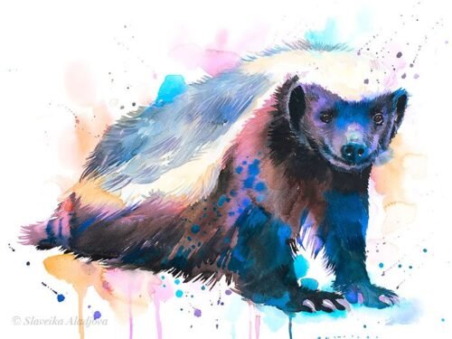 Honey badger
