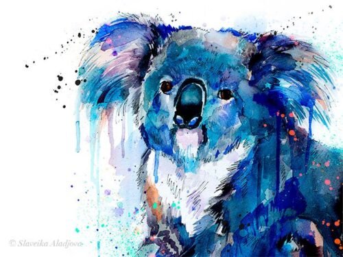 Koala