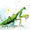 Mantis