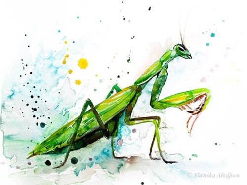 Mantis