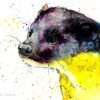Yellow-throated marten