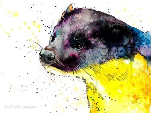 Yellow-throated marten