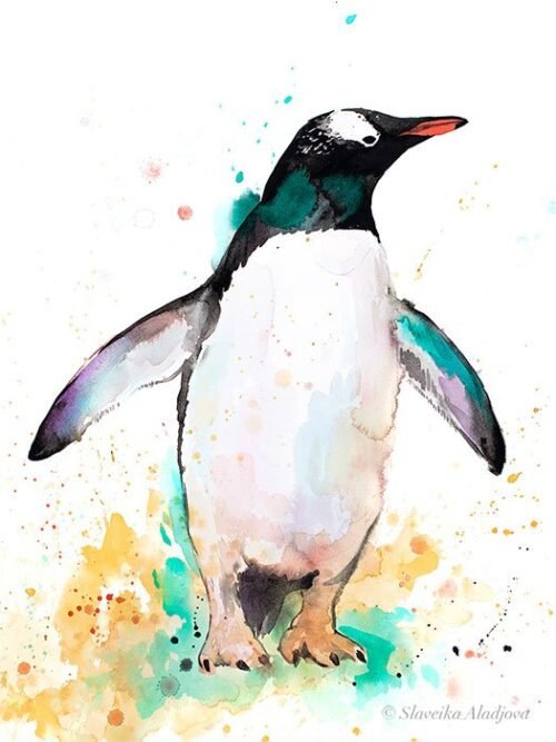 Gentoo penguin