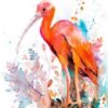 Scarlet Ibis Scarlet Ibis