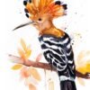 Hoopoe Hoopoe