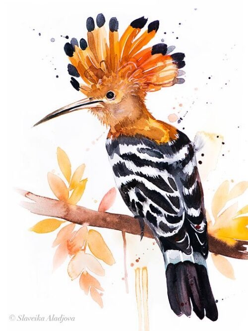 Hoopoe