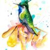 Green-crowned plovercrest hummingbird Green-crowned plovercrest hummingbird