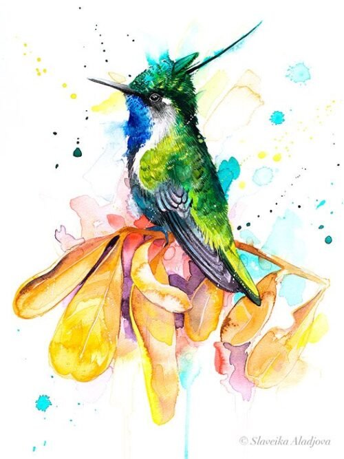 Green-crowned plovercrest hummingbird