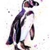 Humboldt penguin