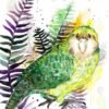 Kakapo, Owl parrot Kakapo, Owl parrot