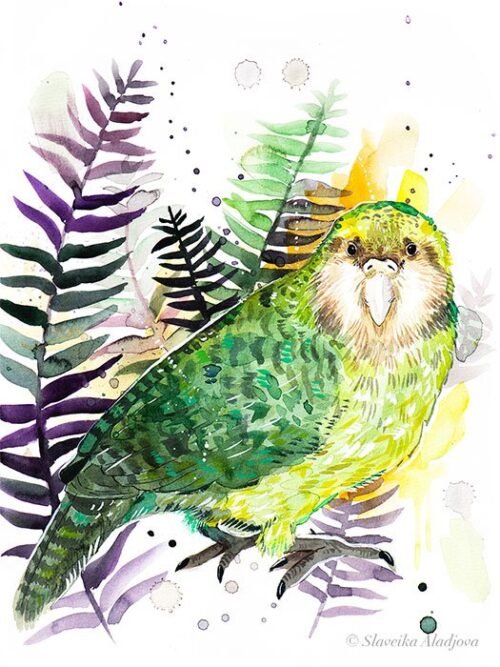 Kakapo, Owl parrot