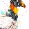 King vulture