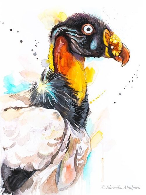 King vulture