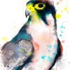 Lanner falcon
