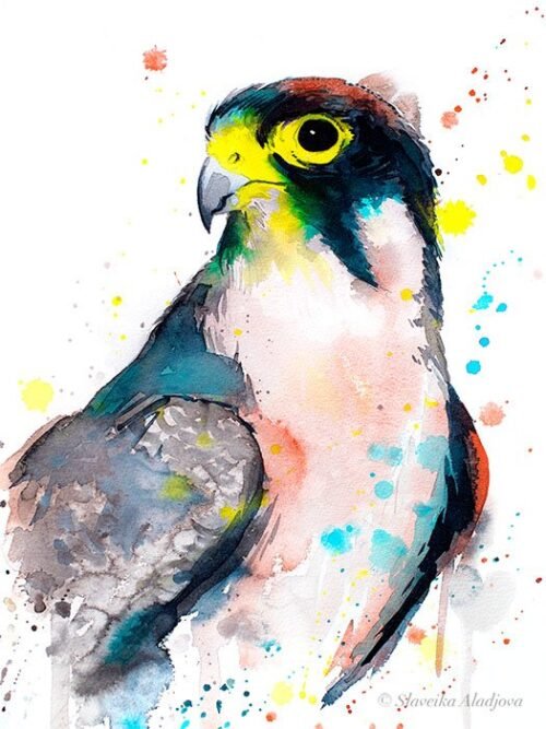 Lanner falcon