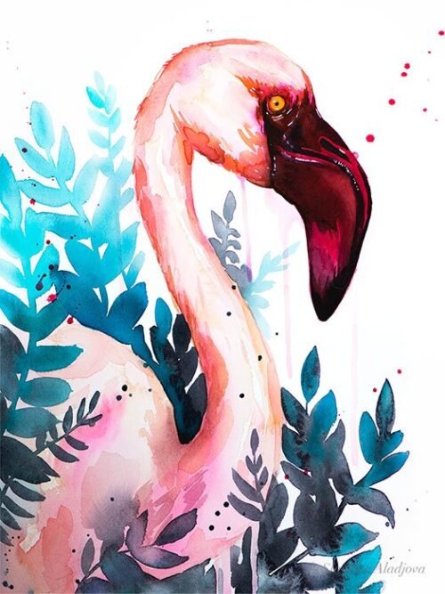 Lesser flamingo
