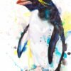 Macaroni penguin Macaroni penguin