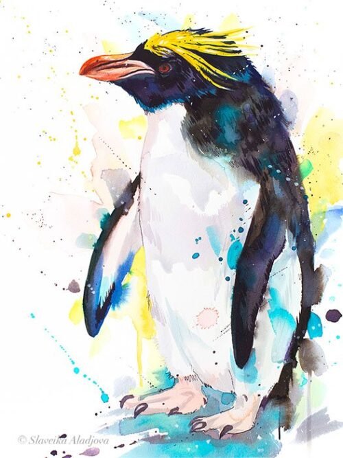 Macaroni penguin