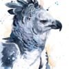 Harpy eagle