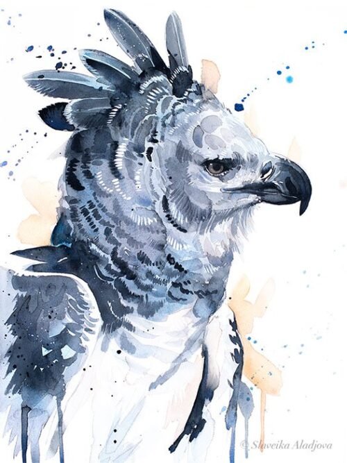 Harpy eagle