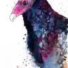 Turkey Vulture Turkey Vulture
