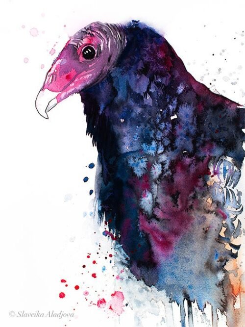 Turkey Vulture