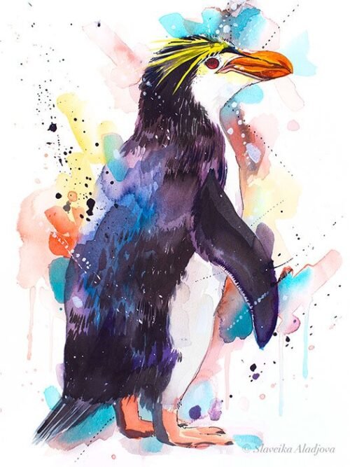 Royal penguin