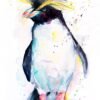 Rockhopper penguin